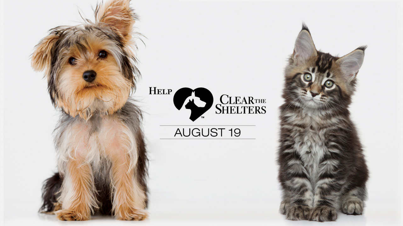 clear-the-shelters-image_340929