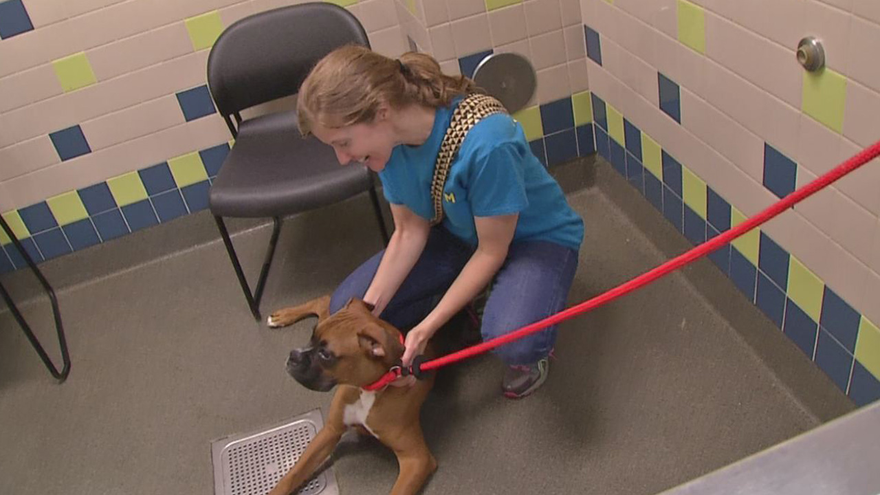 clear the shelters_344862