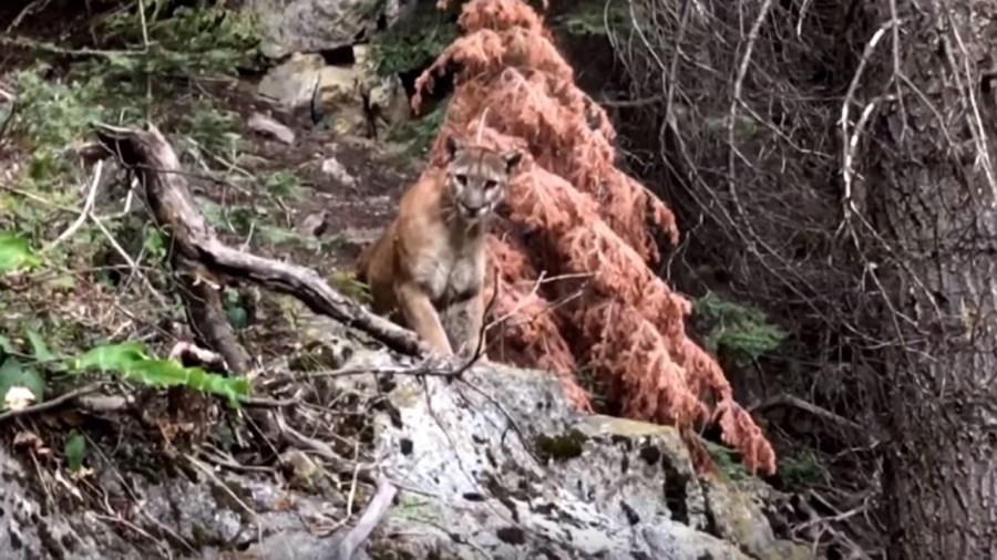 cougar_342506