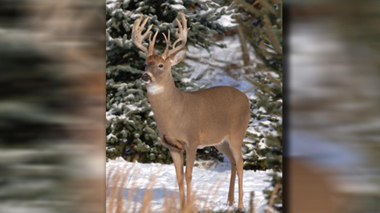 deerseason_213384