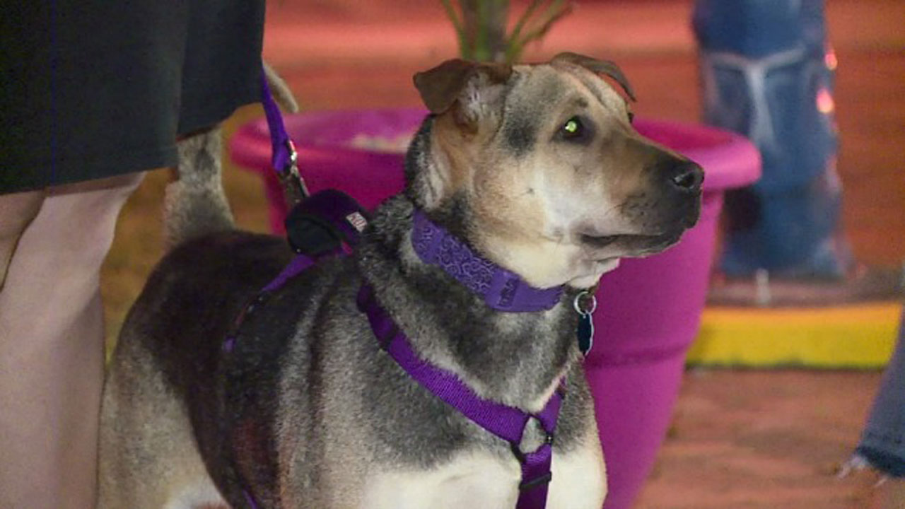 dining-dog_340902