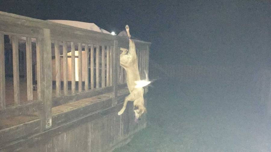 dog_347440