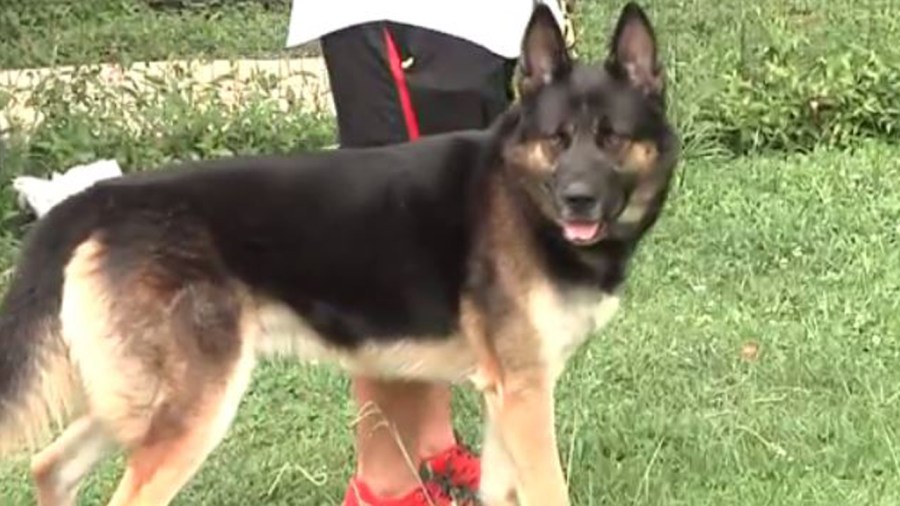 dogblood_343700