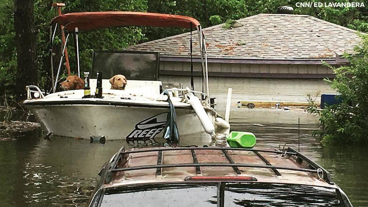 DOGS-IN-BOAT_346677