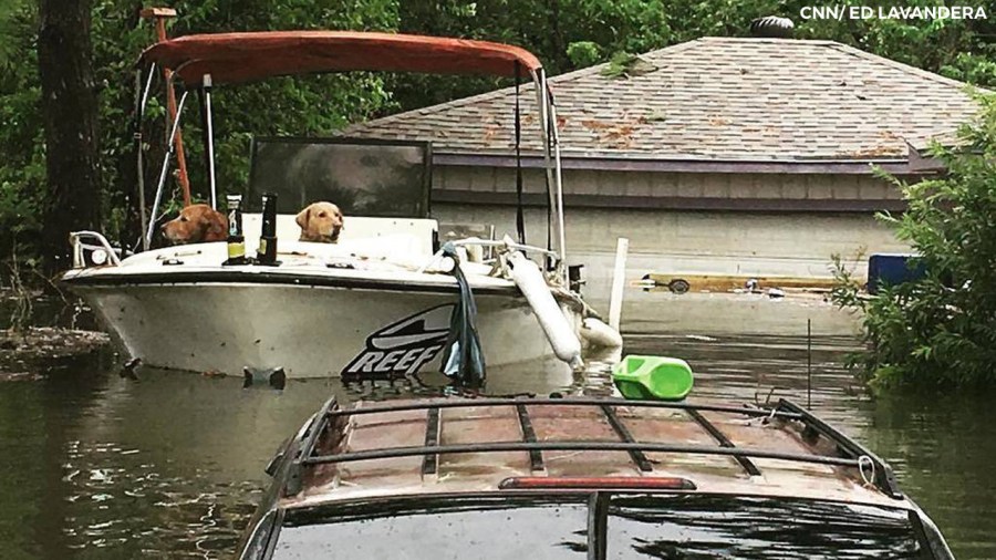 DOGS-IN-BOAT_346677