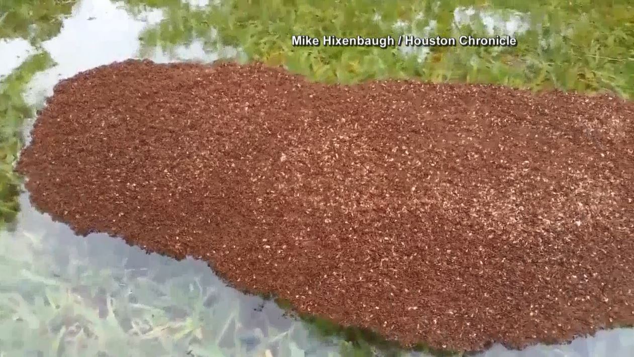 fireants_347074