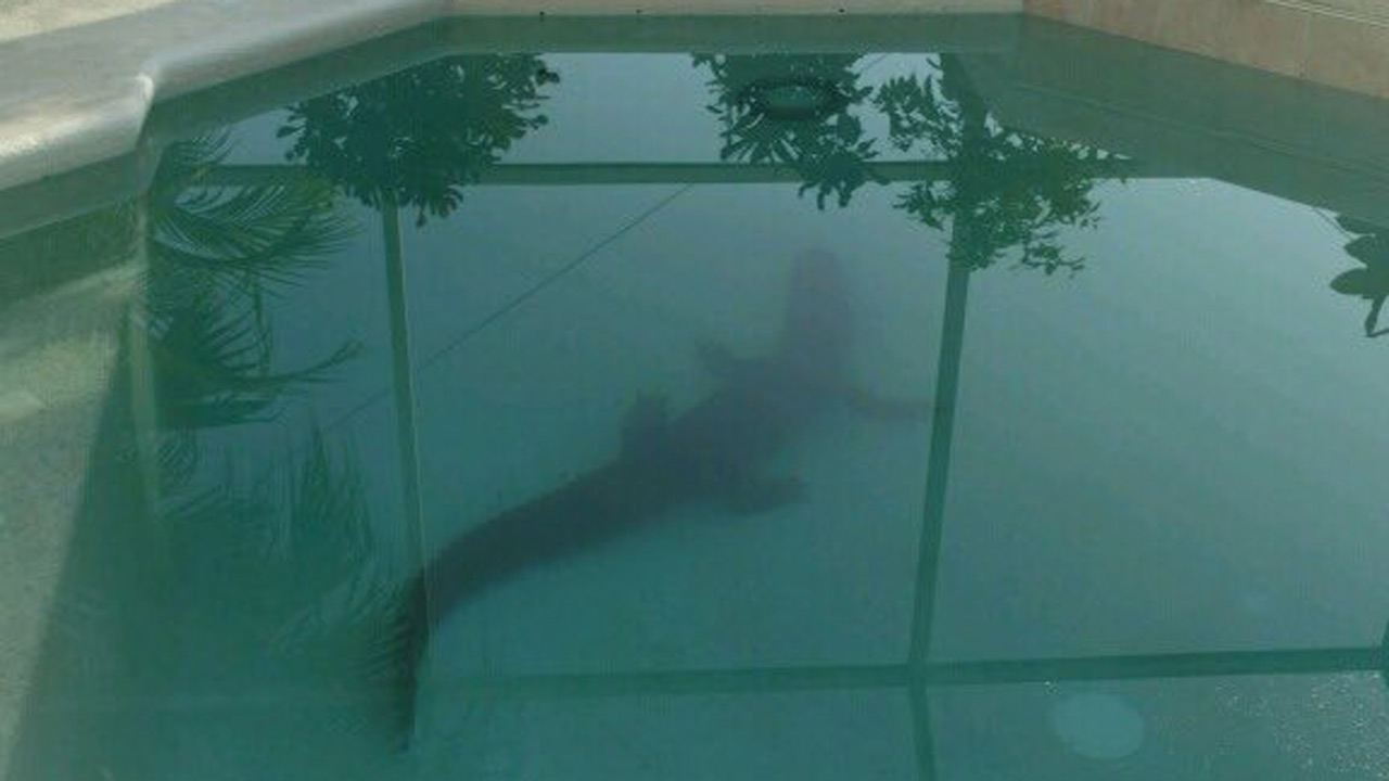 gator-in-pool_347374