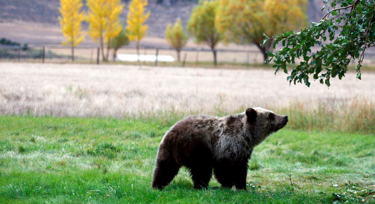 grizzly_340893