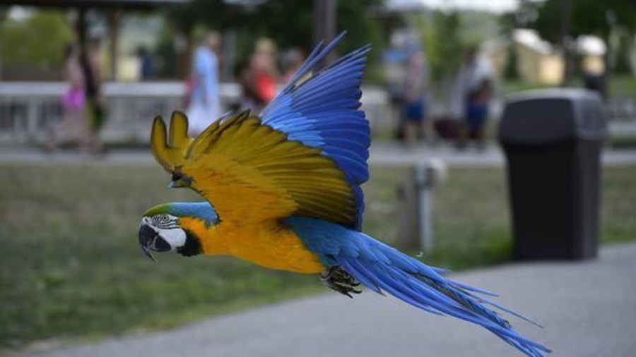 milo macaw_346370