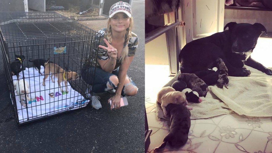 miranda-and-dogs_347391