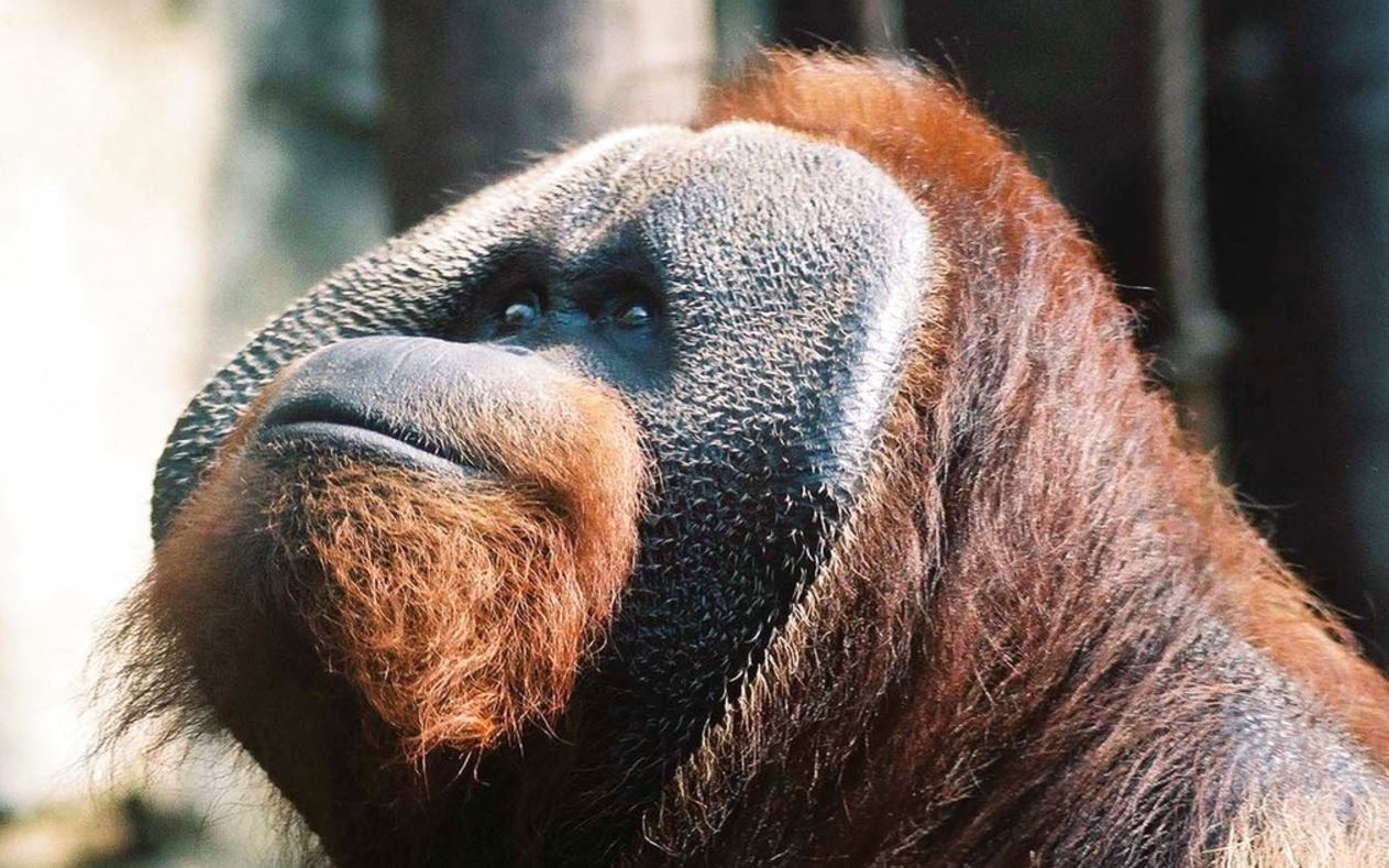 orangutan_346929