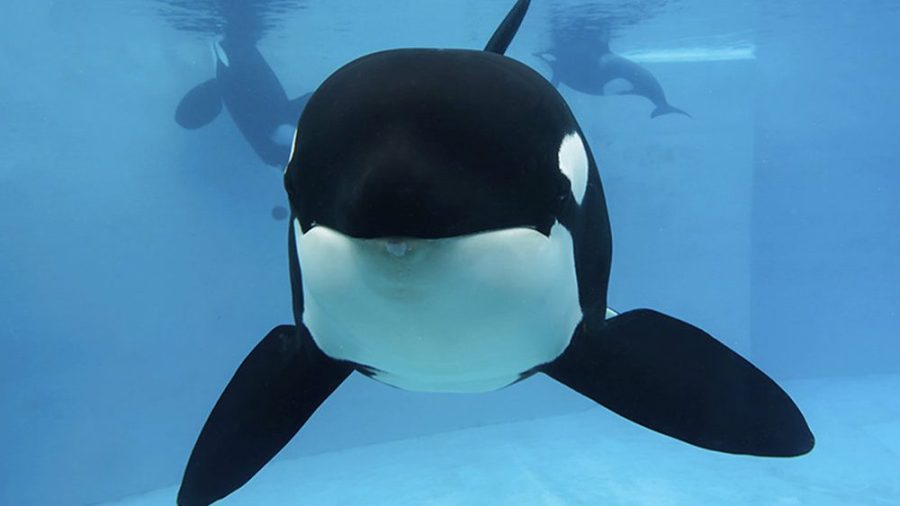 SeaWorld Orca Euthanized_344288