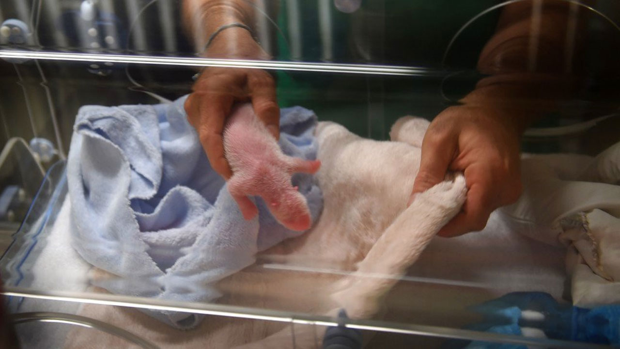 panda-cub_341749