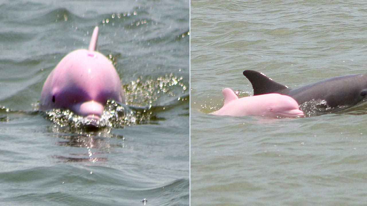 pink-dolphins_342284