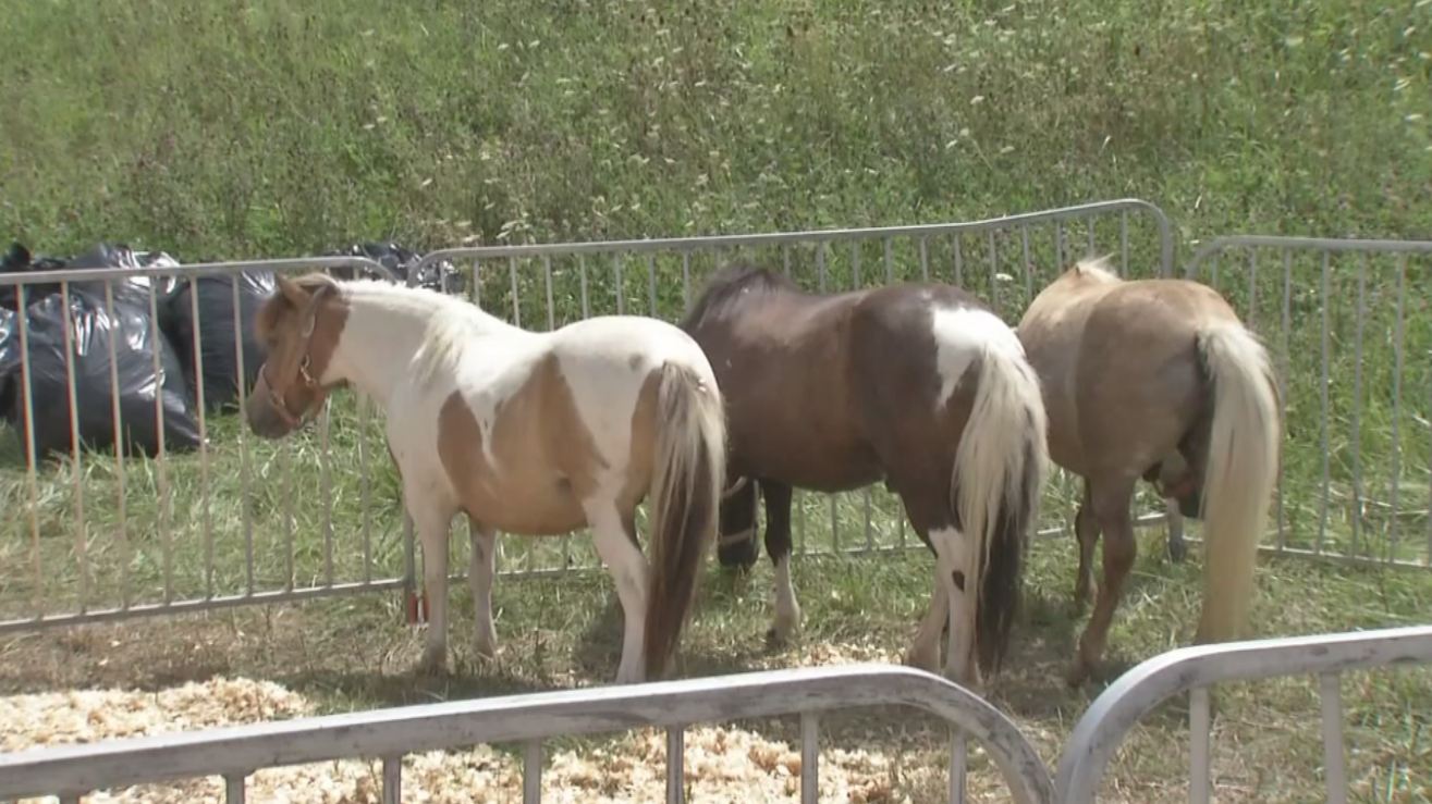 ponies_344681