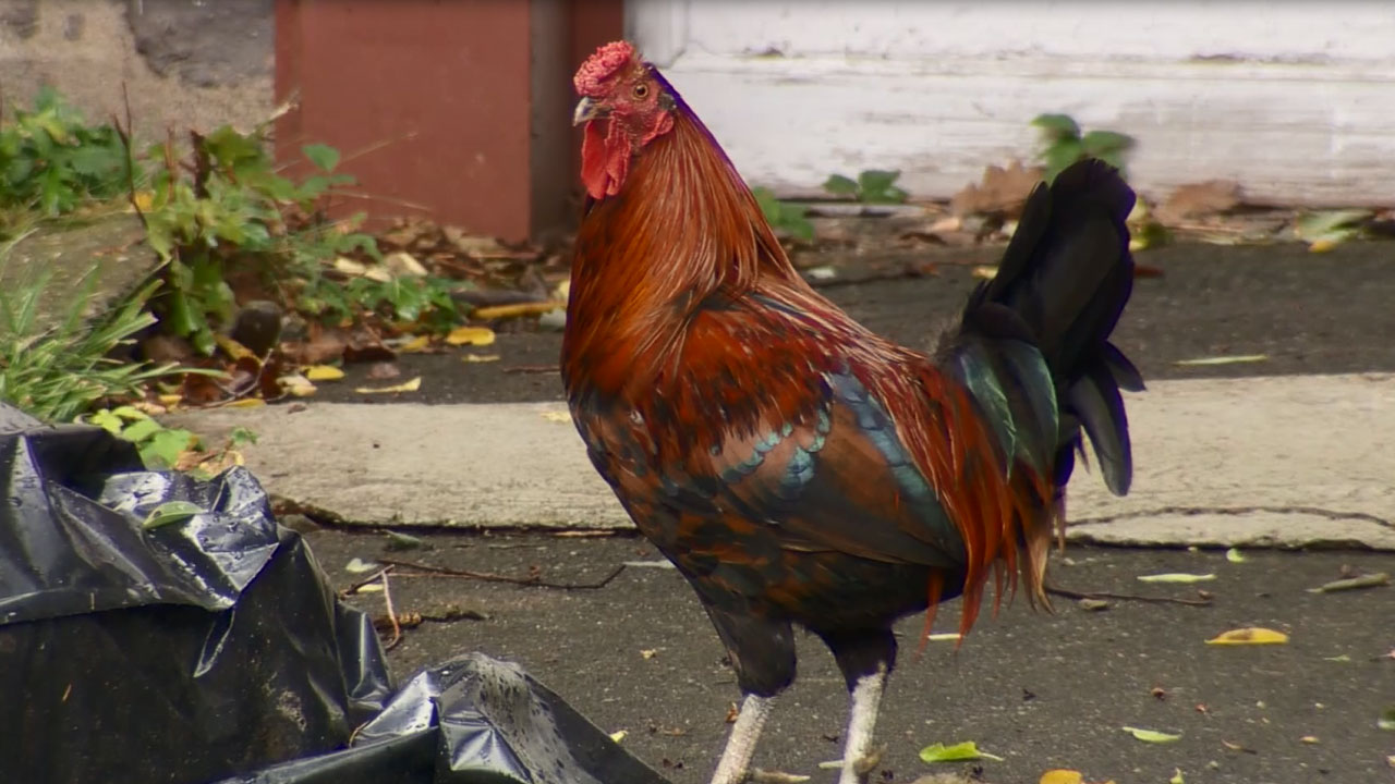 rooster_189755