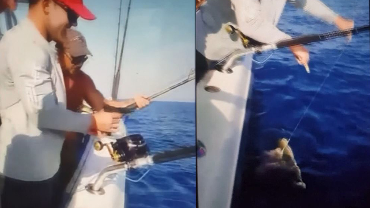 SHARK-VIDEO-WEB_341706