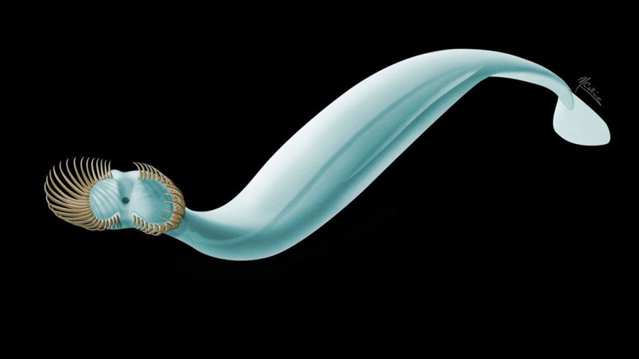spiney-worm_341993