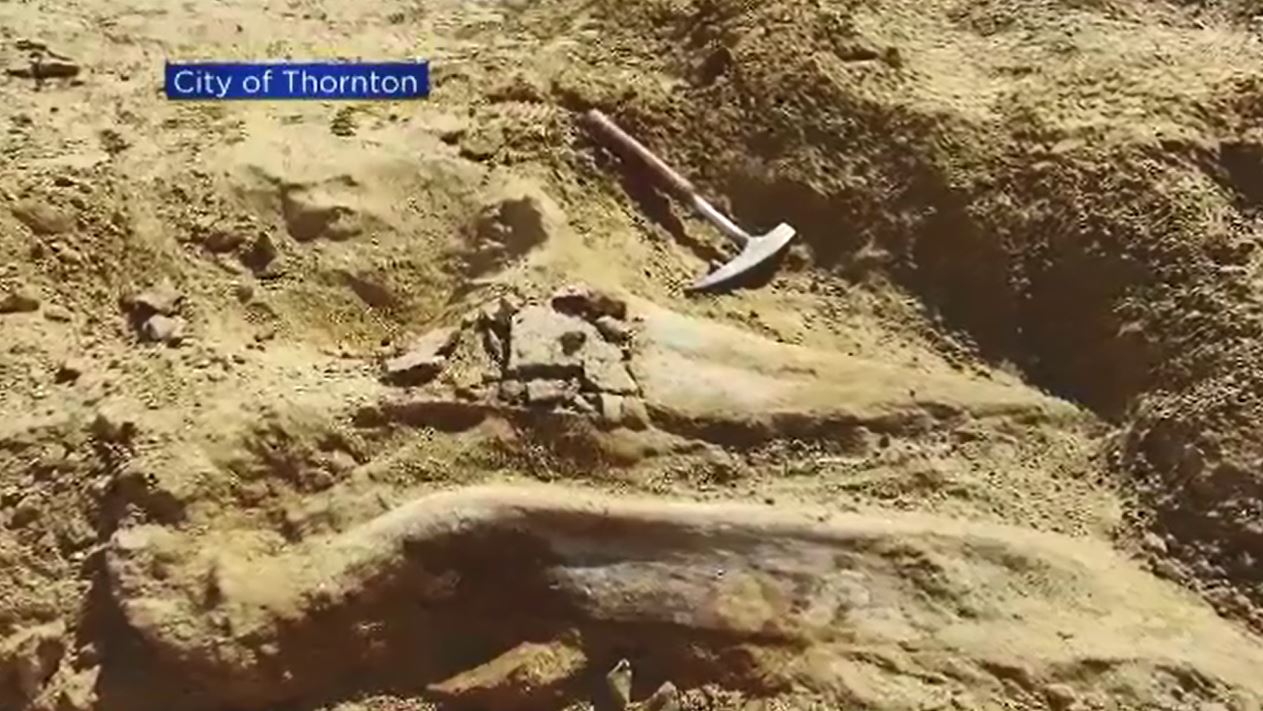triceratops_347112