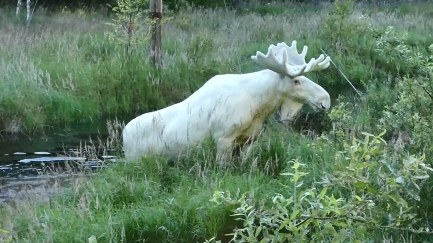 whitemoose_343665