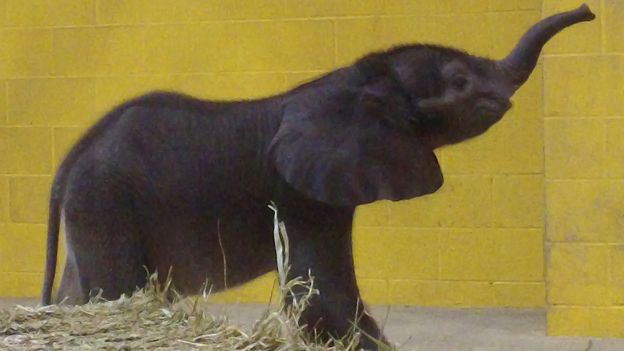 zoo_345741