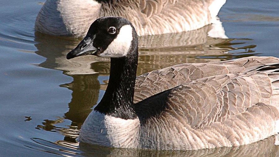canada-geese_341588