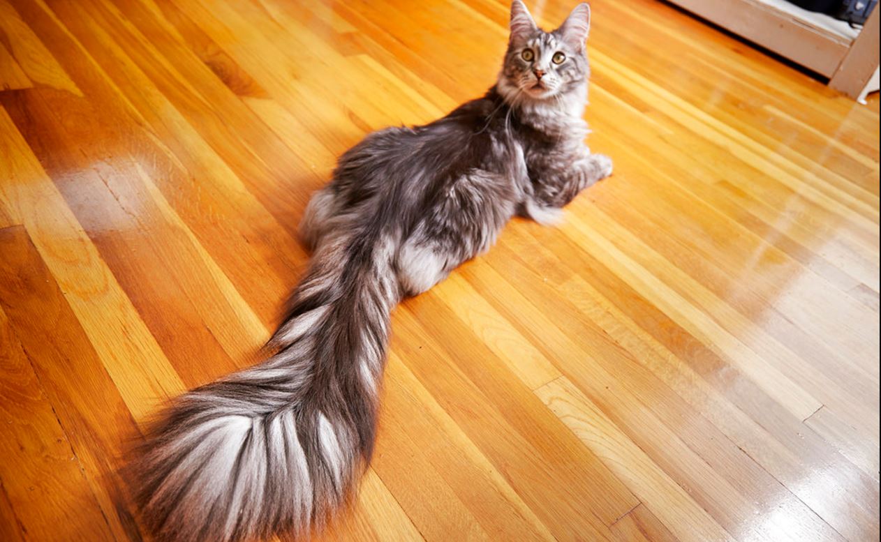 cattail_349265