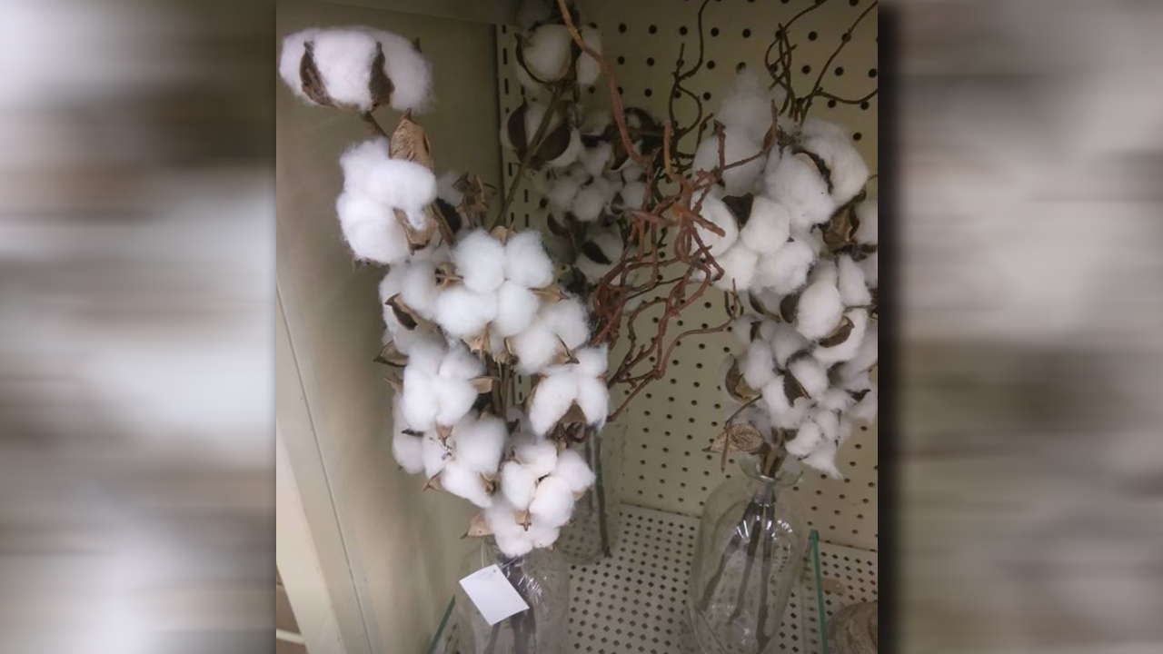 cottonfbpost_351961