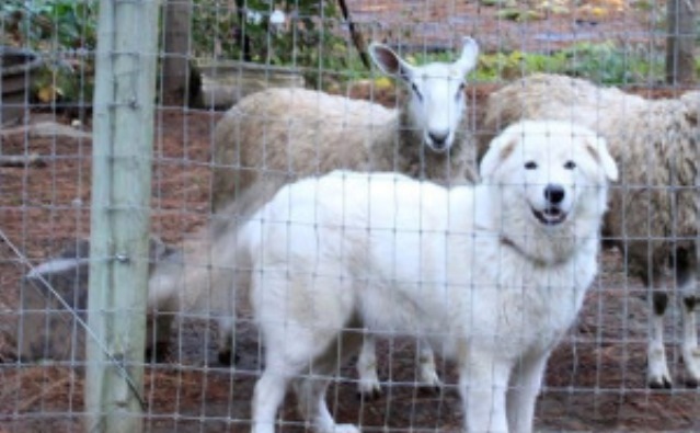 debarking-dog_347596