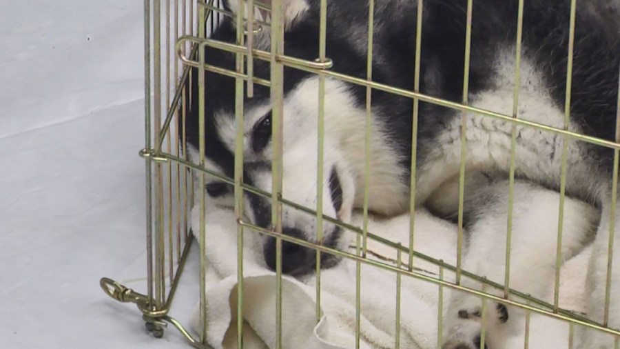 dog-mom-irma_349910