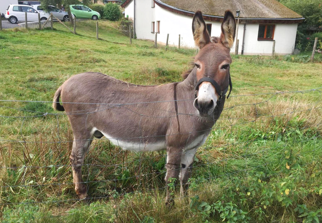 Germany Donkey Damage_354355