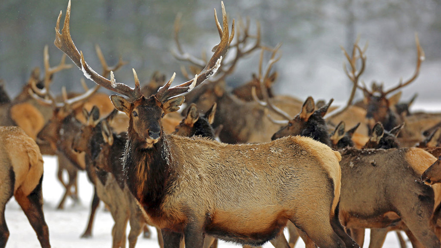 Hard Winter Wildlife_330631
