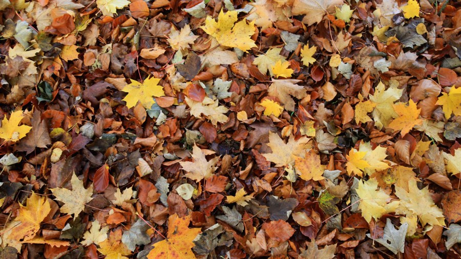 fall colors_352332