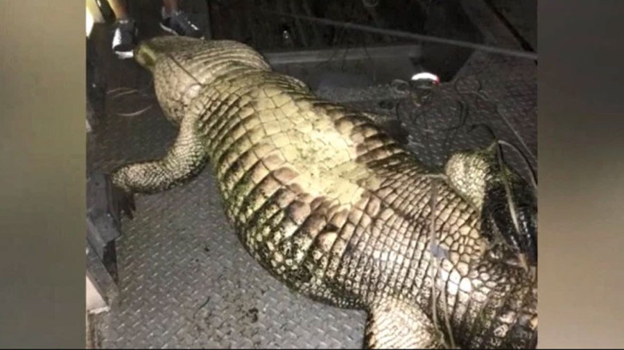 GATOR_352841