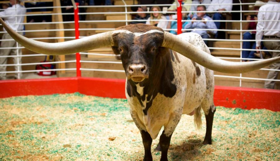 longhorn_354117