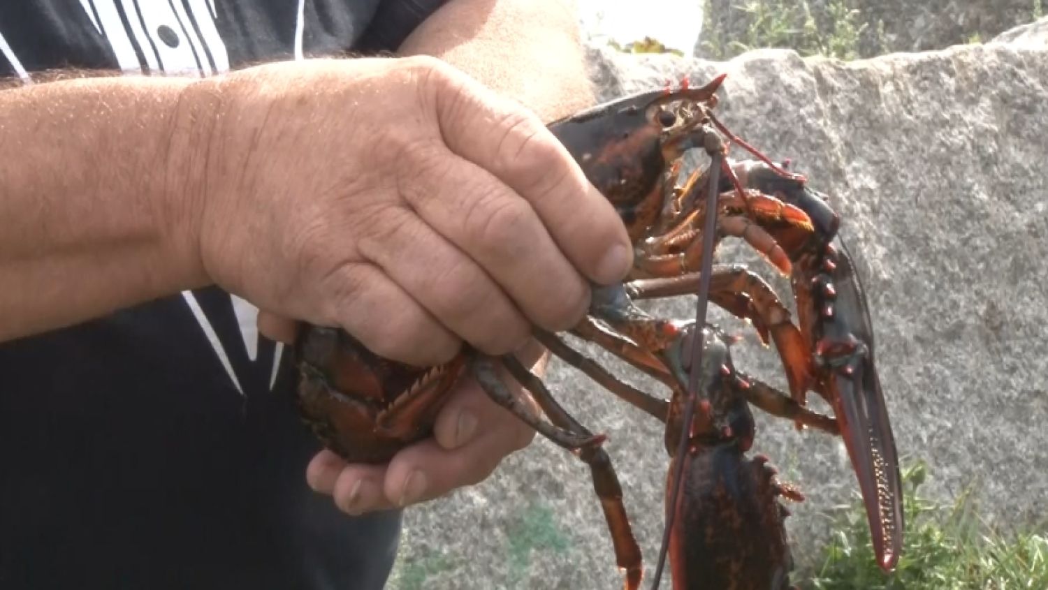 NC_lobster0905_1500x845_348426