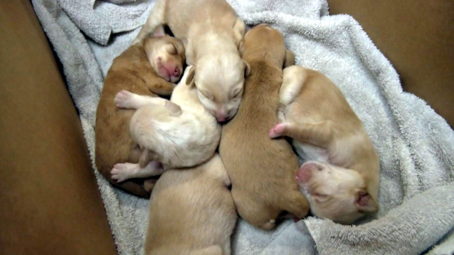 NC_puppies0925a_1500x845_353477