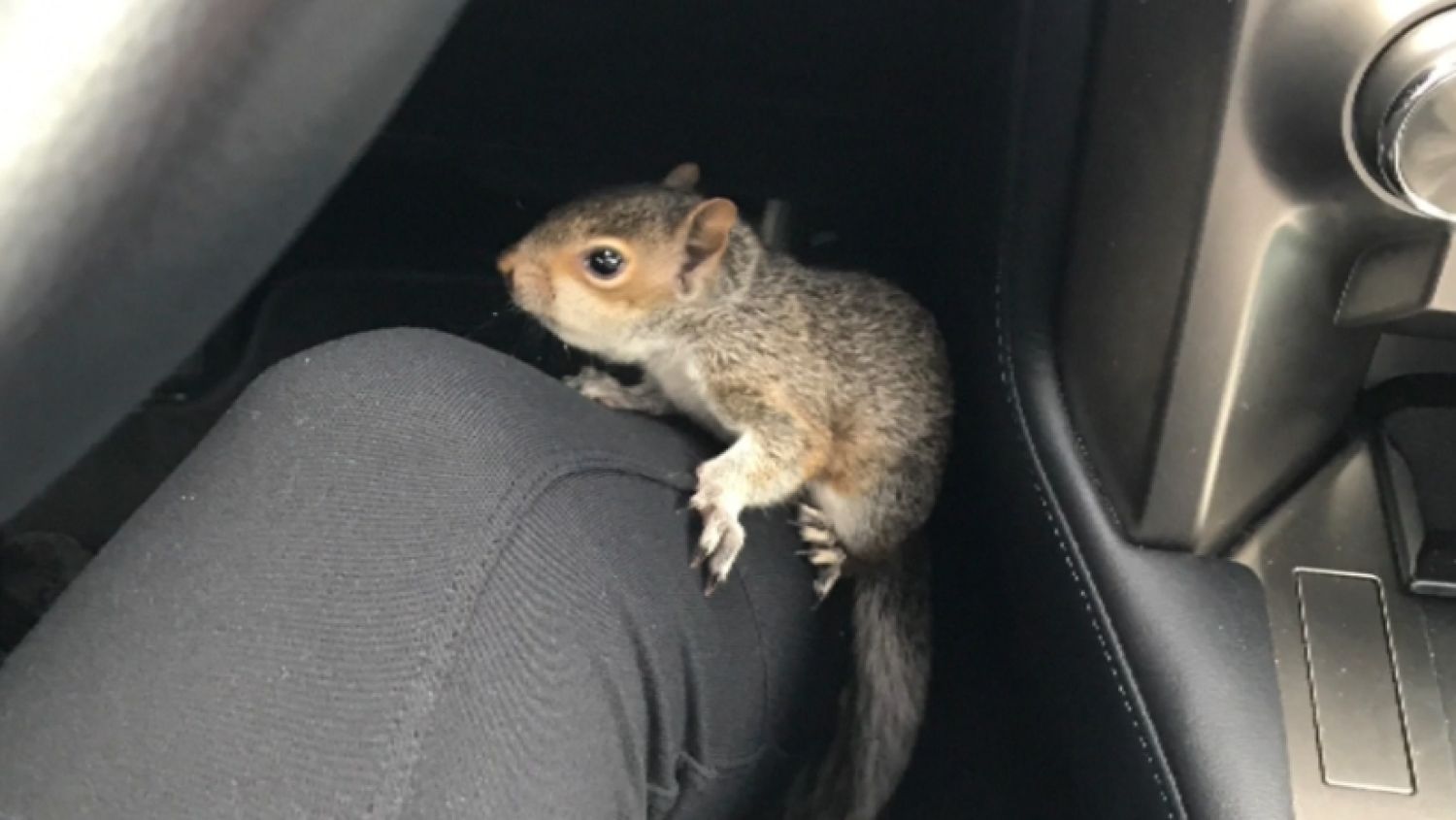 NC_squirrel0831_1500x845_347600