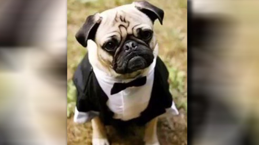 pug_350541