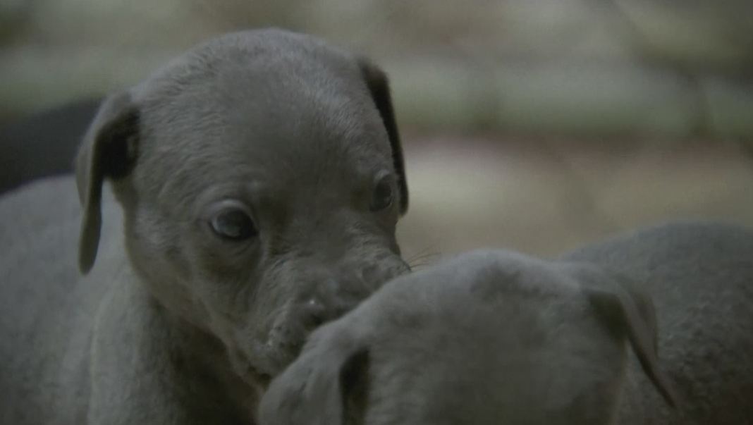 PUPPIES_350408