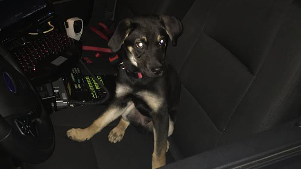 puppycpd_353540