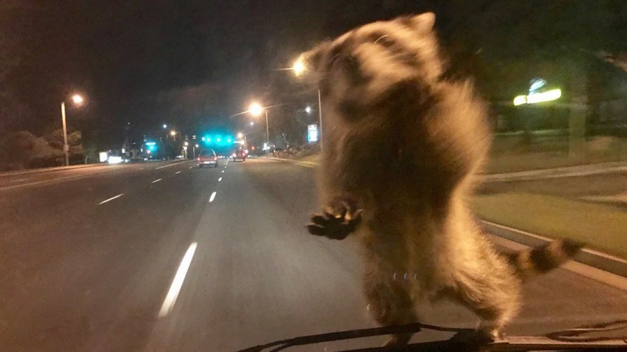 raccoonridealong_352659