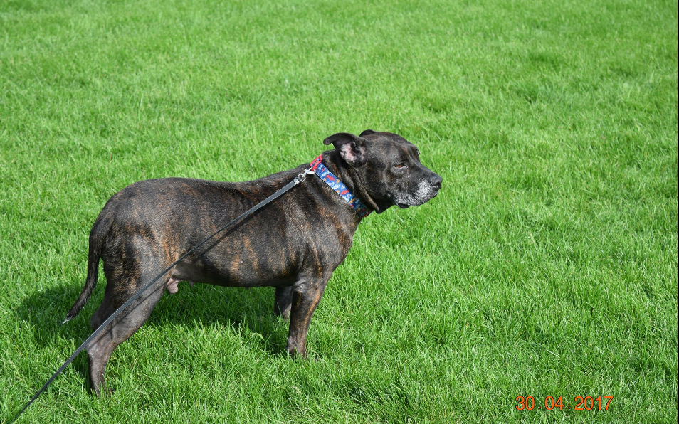 Rico the lost pit bull_351278