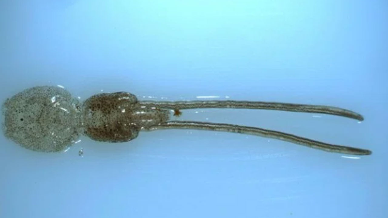 sea-louse_351789