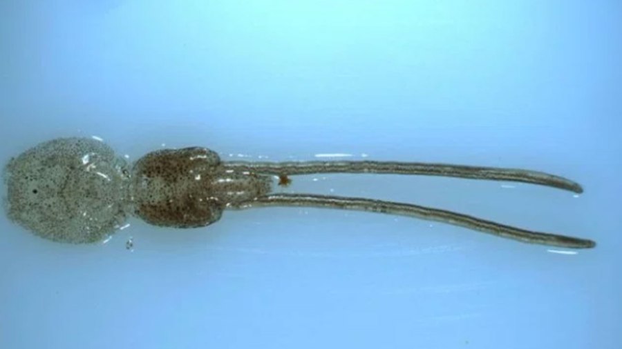 sea-louse_351789