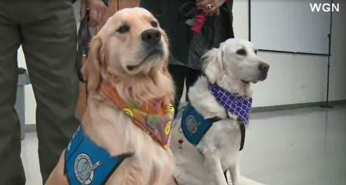 therapydogs_347869