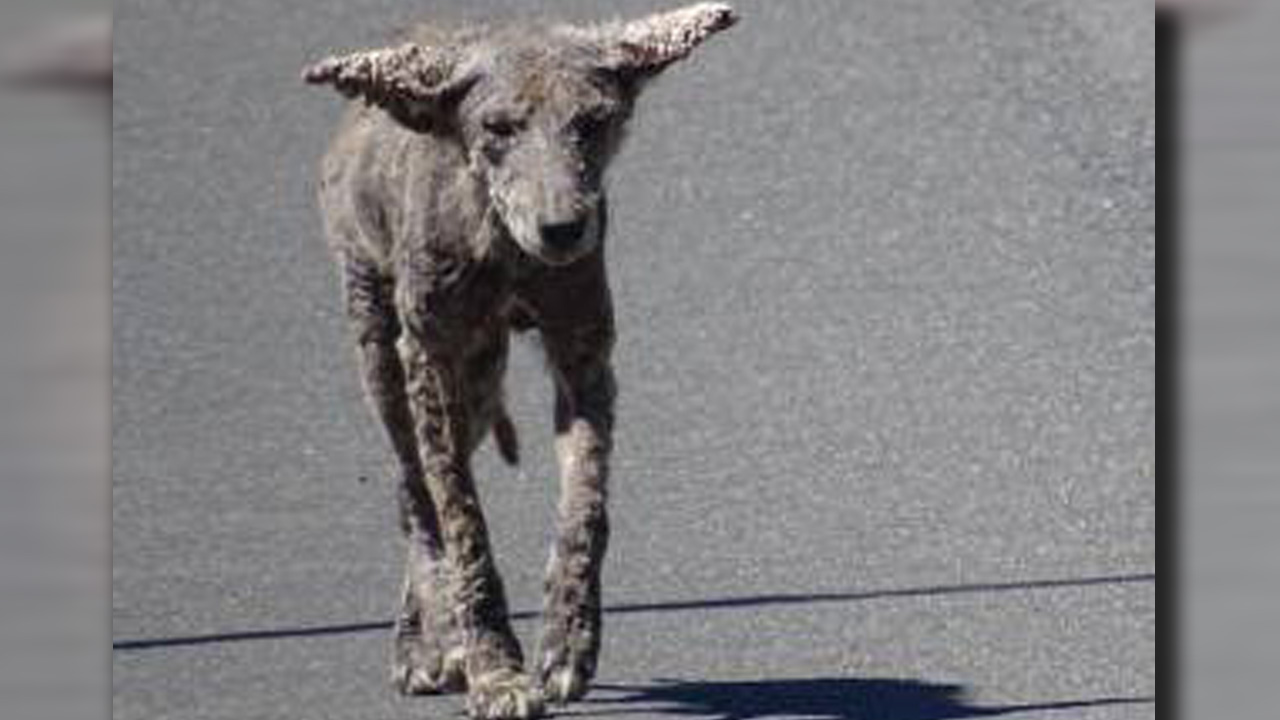 zcoyote_347636