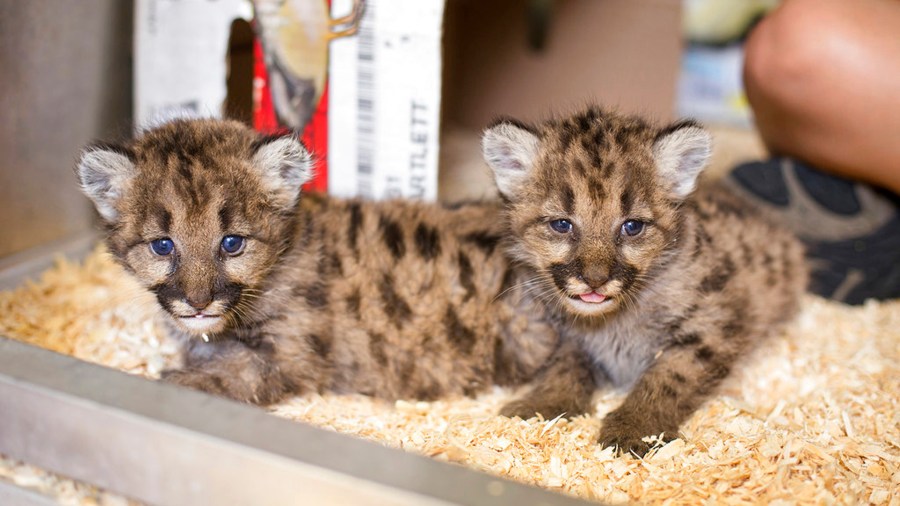 Cougar Cubs Toledo Zoo_355804