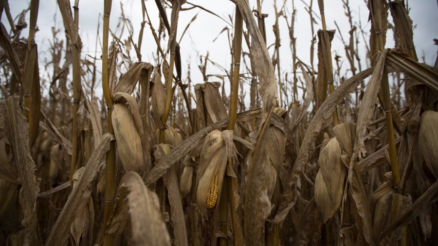 corn_356794