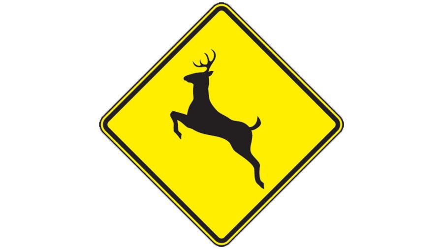 deer_361088